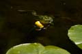 Teichfrosch (Rana kl. esculenta) - 12
